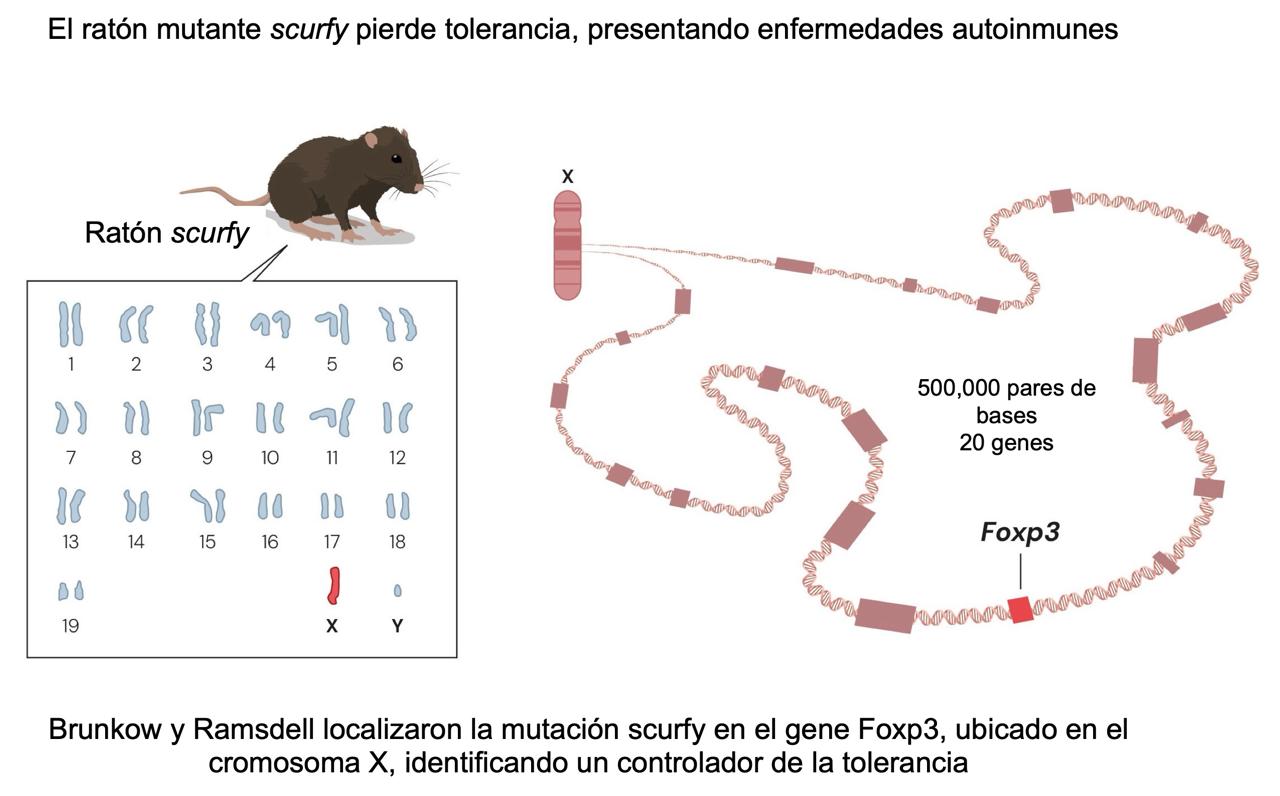 Figura 4. Identificación de Foxp3, un gene responsable de la tolerancia inmunológica periférica. Fuente: traducción al español de una figura original de la Fundación Nobel (© The Nobel Committee for Physiology or Medicine. Ill. Mattias Karlén, https://www.nobelprize.org/prizes/medicine/2025/press-release/)